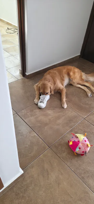 Hanna, one of the two golden retrievers behind N&H