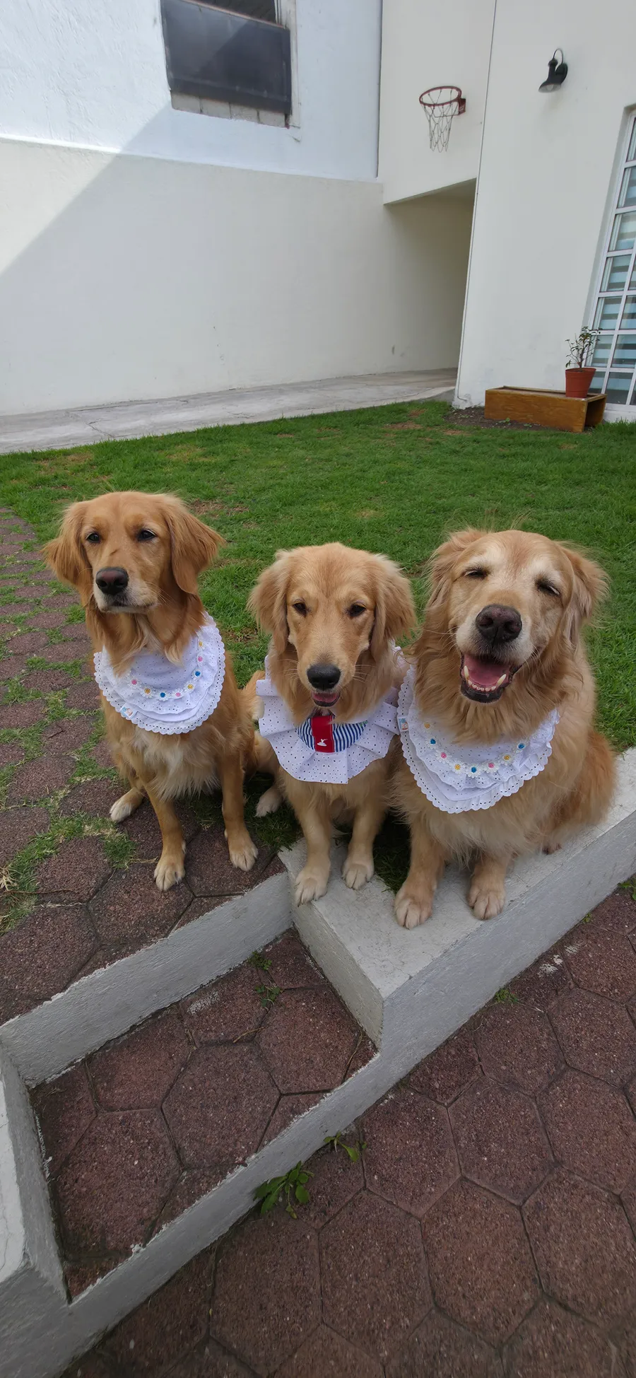Nina and Hanna, the two golden retrievers N&H is named for