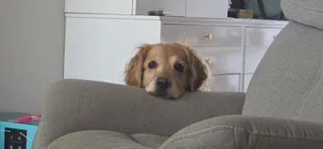 Nina, one of the two golden retrievers behind N&H